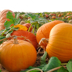 ปุ๋ยชีวภาพสำหรับการเจริญเติบโตที่ดีที่สุดของมันฝรั่งมะละกอฟักทองระฆังพริกไทยพืช - Product Image 5