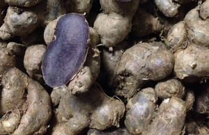 Gừng khô lát/khô thái lát gừng Đen - Product Image 3