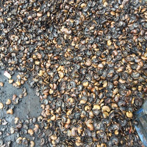 Residuo de Cáscara de Anacardo / Cáscara de Anacardo / Mejor Precio - Product Image 3