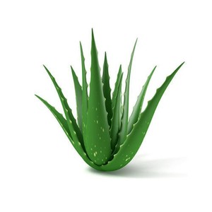Aloe Vera Extract/แป้ง/ใบสำหรับ Hair Care - Product Image 4