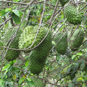 GRAVIOLA ซูเปอร์มาร์เก็ต,ผลไม้ Graviola SOURSOP รสชาติอร่อย/ฉ่ำ/เวียดนาม - Product Image 1