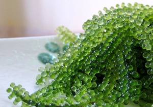 Uvas de Mar Crudas Congeladas/Caulerpa Lentillifera/Uvas de Mar Frescas Saladas//WhatsApp: Sra. Pinky (+84) 35 9268 345 - Product Image 5