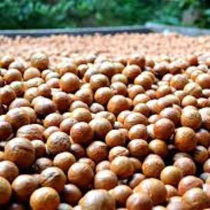 Nueces de Macadamia orgánicas de alta calidad en cáscara seca cruda al por mayor excelente para uso alimentario gran valor para el dinero - Product Image 1