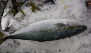 Prodotto di Vendita caldo Fresco Yellowtail Frutti di Mare All'ingrosso - Product Image 3