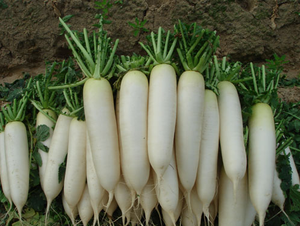 ข้อเสนอพิเศษหัวไชเท้าขาวสด - Daikon จากเวียดนามพร้อม newcorp และปริมาณมาก WHATSAPP +0084 845 639639 - Product Image 5