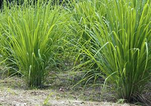 Vente en gros de poudre de citronnelle du VIETNAM - Product Image 4