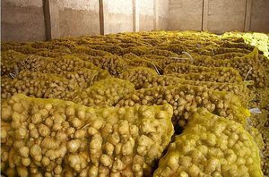 JENGIBRE SECO/JENGIBRE FRESCO PRECIO COMPETITIVO DE VIETNAM - Product Image 5