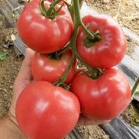 Tomat Segar dari Vietnam