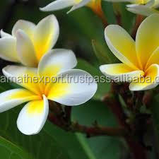 น้ำมันหอมระเหยกลิ่นกุหลาบแดงเกรดบำบัดบริสุทธิ์แบบ100% - Product Image 6
