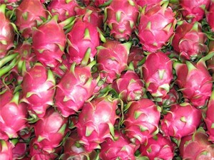 ताजा लाल/सफेद ड्रैगन फल/वियतनाम विशेष - Product Image 4