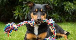 Jouet corde de coton tissé à la main pour chien, en forme de carotte, pour le nettoyage des dents, accessoire animaux de compagnie, adapté au chien - Product Image 5