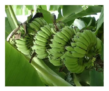 Vietnnamita venda a granel cavendish banana com bom preço