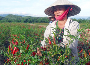 Poudre de piment rouge, 10g, du Vietnam, Ms, vacances 2022 - Product Image 4