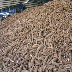 มันสำปะหลังผลิตภัณฑ์เพื่อการเกษตรเอทานอล-ชิป - Product Image 2