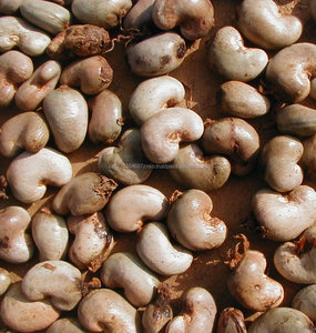 เม็ดมะม่วงหิมพานต์ดิบคุณภาพดี เกรด W320 จากแอฟริกาใต้ ราคาดี - Product Image 1