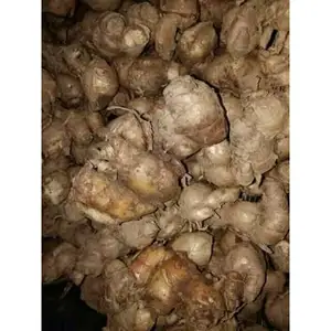 GALANGAL/ KAEMPFERIA GALANGA- BEST PRICE FOR 2019 - Ms: Holiday whatsapp: +84-845-639-639