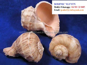 Cangrejo de concha de mar/concha de almeja para servir servido 2024 - Product Image 6