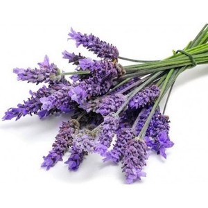 Aceite Esencial de Lavanda 100% Puro de Bulgaria, Certificado GMP, Destilación por Vapor, AARNAV GLOBAL EXPORTS, Exportador a Granel - Product Image 1