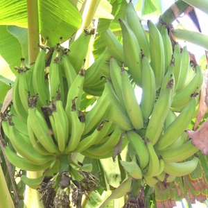 Potenciador del Crecimiento de Raíces de Plantas Orgánicas Especialmente para Plantaciones de Plátano - Product Image 6