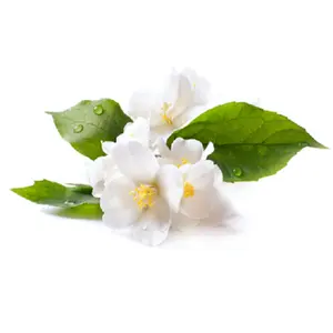 Fonte de água floral de jasmine, fonte de água floral de grandiflorum, jasmine, hidrosol, 100%