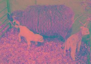 เครื่องนอนสำหรับขายขี้กบไม้ - Product Image 2