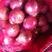 Importadores em cingapura holland cebola cebola vermelha cebola vermelha sementes preço