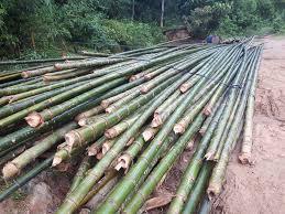 เสาและรั้วไม้ไผ่ธรรมชาติเวียดนามรูปแบบยาวเป็นมิตรกับสิ่งแวดล้อมสำหรับการสร้างทั้งส่วนและกิ่งก้านรวมอยู่ด้วย - Product Image 2