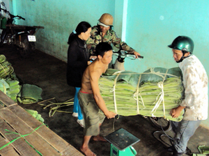 VENDO PLÁTANO NATURAL 100% PRECIO COMPETITIVO ALTO ESTÁNDAR | - Product Image 4