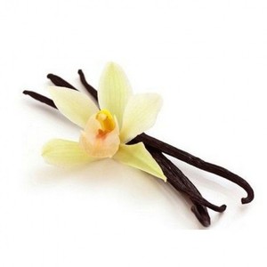 Pure and Organic Vanilla <b>Flower</b> Oil (Vanilla Planifolia) for Skin , Hair and Acne Care at Wholesale Price - Product Image 1