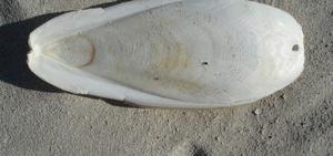 Os de seiche du Vietnam pour la médecine/ Vivian Ha +0338820462 - Product Image 5