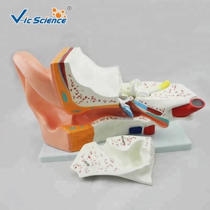 Modèle anatomique médical oreille humaine anatomie modèle fiant 5 fois modèle d'enseignement des sciences médicales - Product Image 2