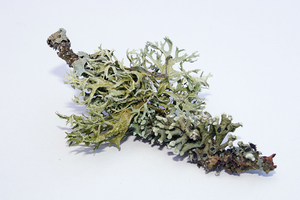 Oakmoss Absolute Oil Pure Essential Oil Ingredientes naturales Fuente de raíz GMP MSDS & COA Certificado Suministro OEM - Product Image 2