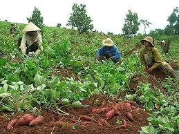 La mejor batata morada fresca - Product Image 6