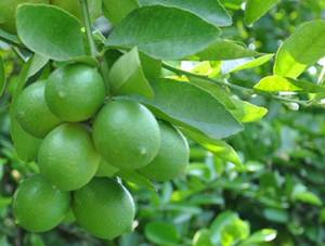 Lime du Vietnam-Lime verte fraîche de haute qualité sans pépins - Product Image 3