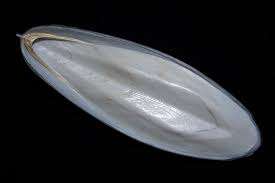 En VENTA Polvo de harina de hueso de sepia seca Precio razonable Alimento animal para peces Ganado Cerdo Uso alimenticio Empaquetado en bolsa - Product Image 2