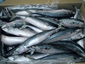 Envasado al Vacío Orgánico Grado a Filete de Pescado de Salmón del Atlántico Congelado Entero con Cabeza de Salmón - Product Image 3