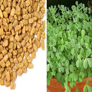 Semilla de fenogreco indio, el mejor proveedor del mundo, calidad para Dubai, Malasia, Corea del Sur, Canadá, embalaje de 5kg, 10kg, 15kg - Product Image 5