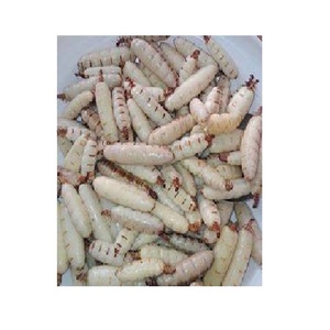 Reine des termites de la meilleure qualité dans du vin de riz - Product Image 3