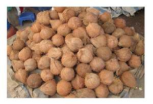 มะพร้าวแห้งขายส่งจากเวียดนาม - Product Image 5