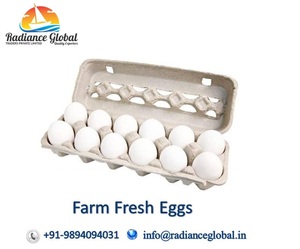 White Shell Eggs from India - Product Image 2
