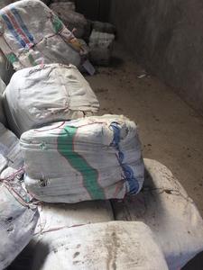 EUCHEUMA COTTONII para Atraer Carragenano - Alta Calidad - Ms: Holiday - Product Image 6