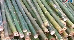 Poteau en bambou solide de haute qualité - Product Image 2