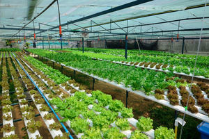 Magic Gro Plus-พืชอินทรีย์ Yeild Enhancer สำหรับพืชทุกประเภท - Product Image 4