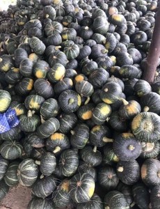 Calabaza fresca de la mejor calidad, calabaza fresca vietnamita - Product Image 4