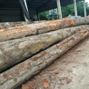 Best Price of High Quality Pine <b>Wood</b> <b>Logs</b> From Vietnamese Direct Manufacturers LOW TAX and NEGOTIABLE PRICE - Product Image 5