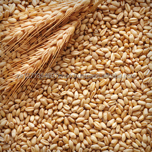 Malt d'orge de qualité supérieure en gros pour chevaux et bovins, 25 kg/sac, directement de l'usine d'Afrique du Sud à prix compétitif - Product Image 5