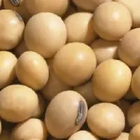 Good Quality Soyabean, Seeds, Soy Bean for Sale