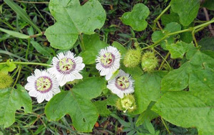 VENTE EN GROS THÉ FLEUR PASSION DU VIETNAM - Product Image 4