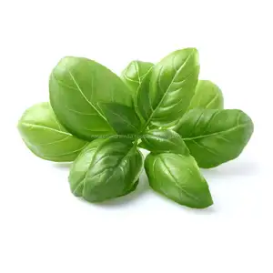 100% Produsen Minyak Basil Alami & Alami Organik & Pemasok Grosir Di India dengan Harga Grosir Pemasok Minyak Basil Murni