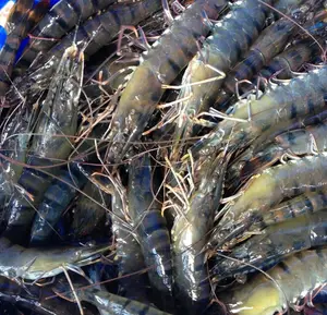 Microbiano aditivos para piensos Bacillus Subtilis mejorar ciclo de muda en camarones